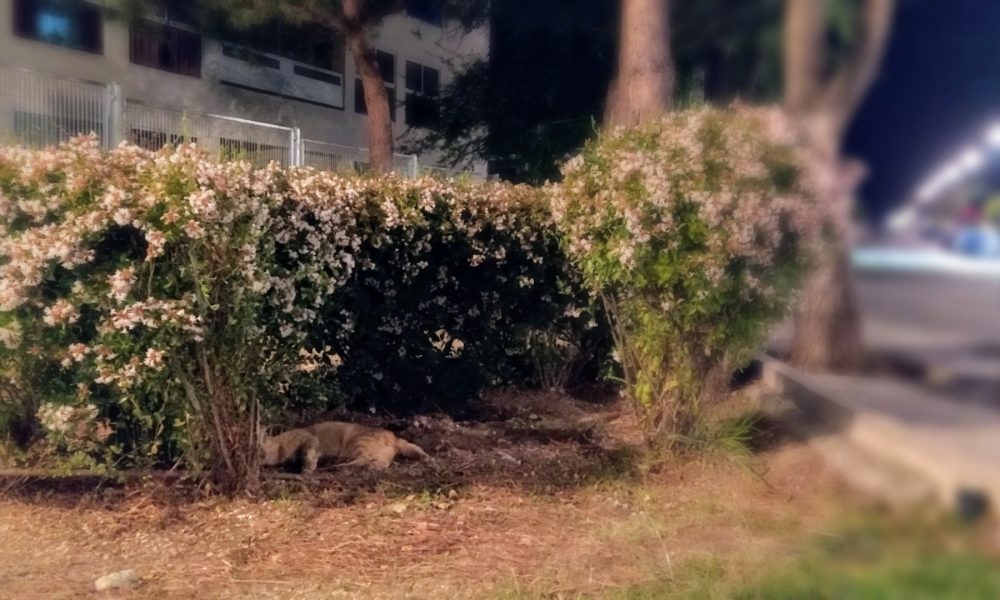 Otro gato atropellado – punto negro