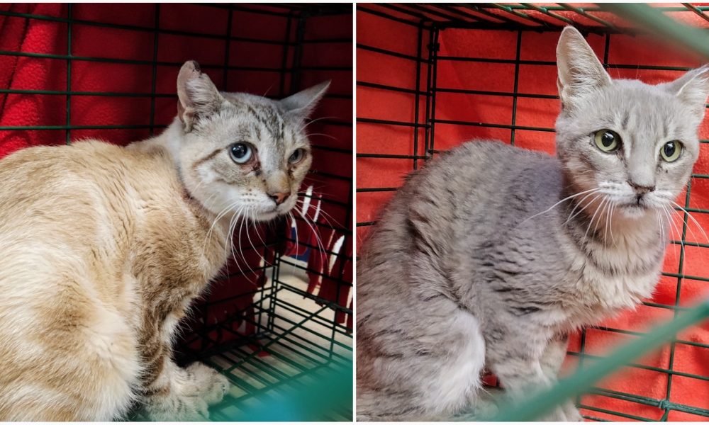 Gatos esterilizados – Septiembre 2020