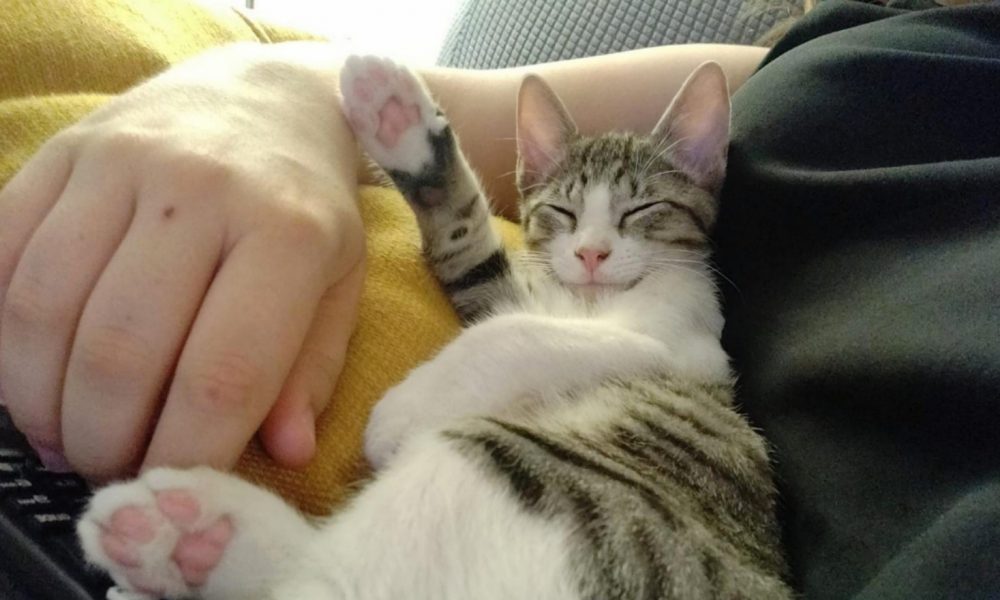 Botas (antes Kimbo) adoptado