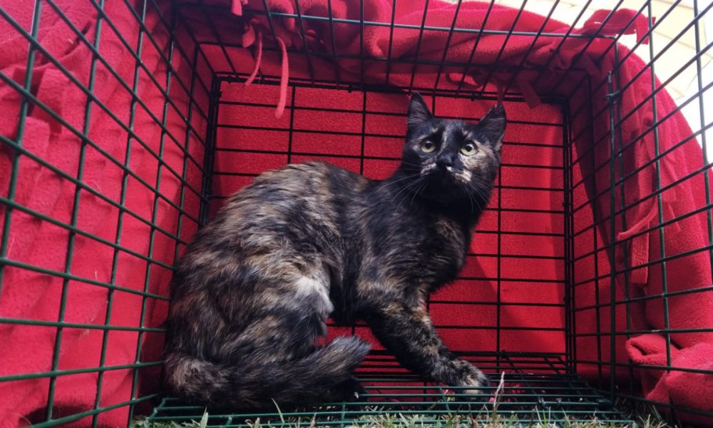 Gata esterilizada – Zona Sevillalta