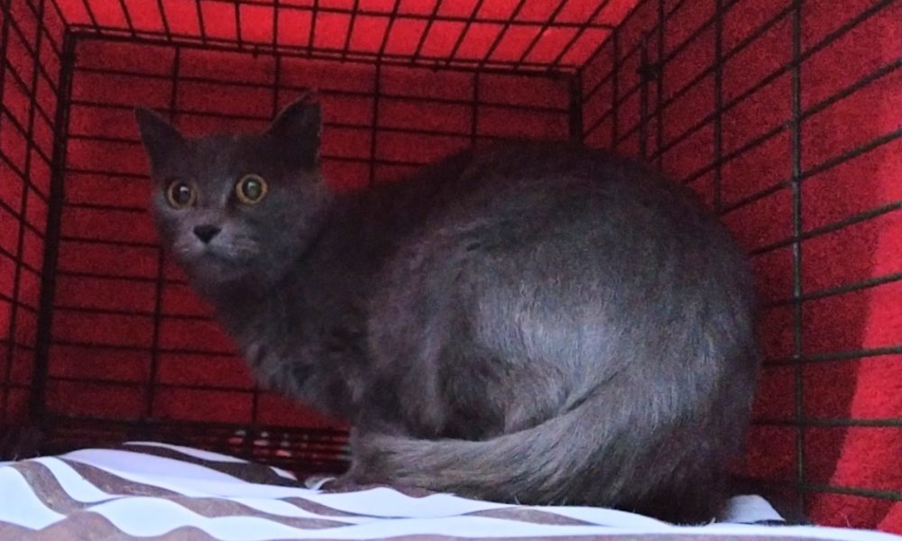 Gata esterilizada – 19/10/2020