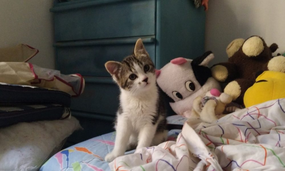 Cleo acogida y reservada