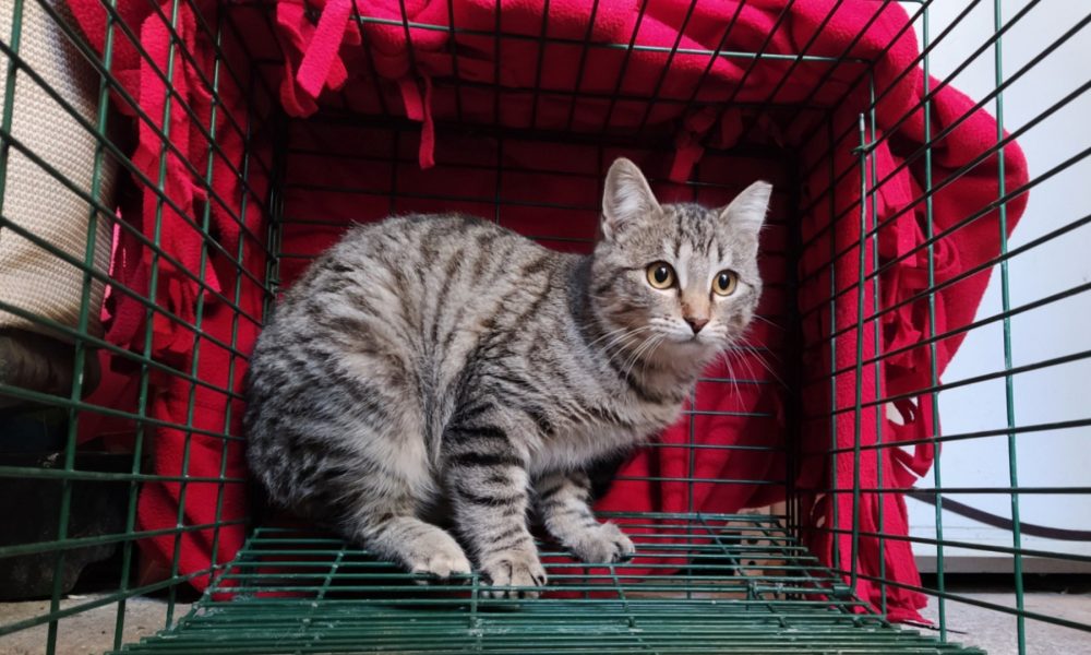 Gata esterilizada – 26/10/2020