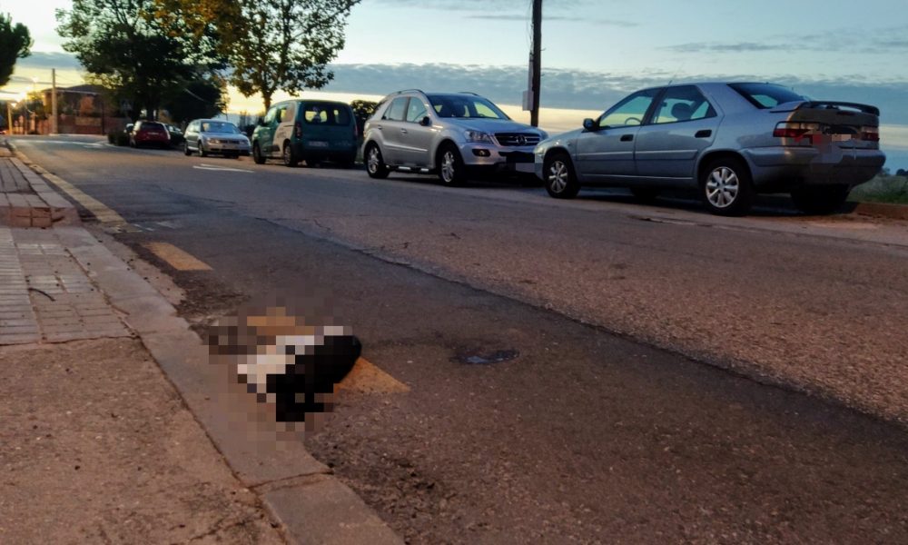 Nuevo atropello de una gatita en la Avenida de Guadarrama