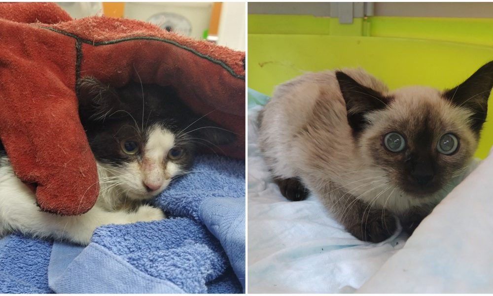 Gatitas en el veterinario