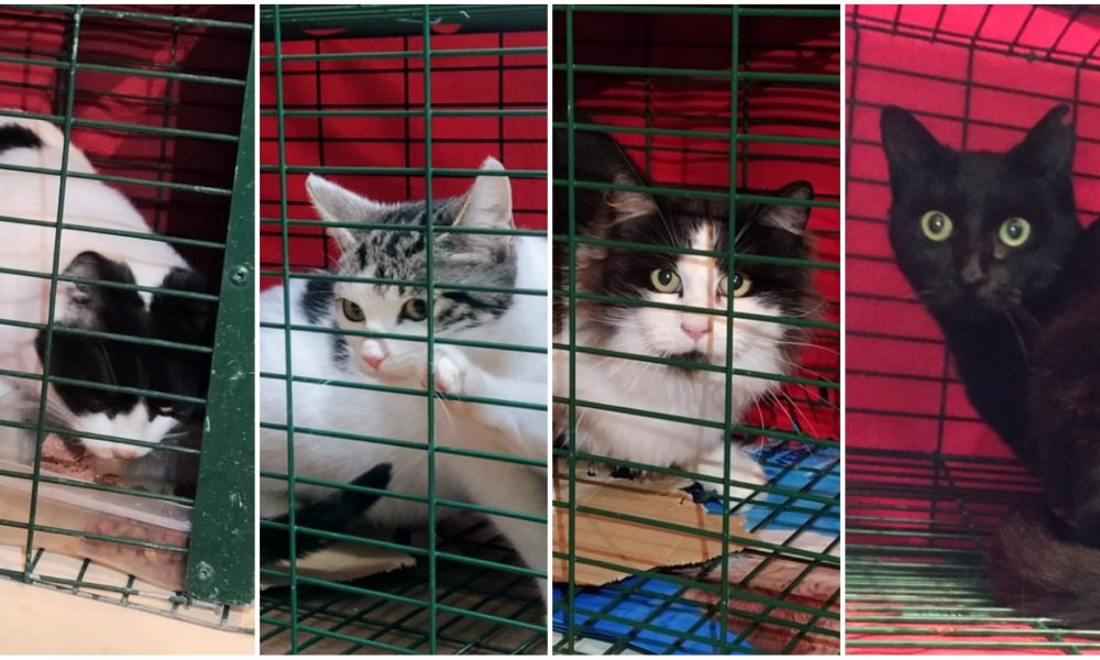 Campaña de esterilizaciones en Sevilla la Nueva