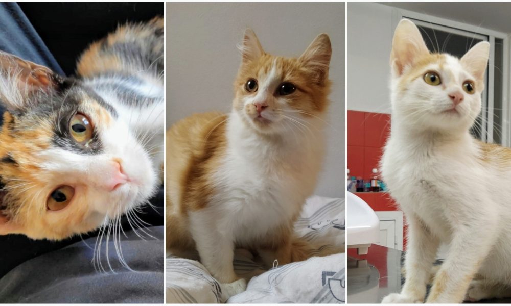 Rizzo, Bimba y Bowie necesitan un hogar