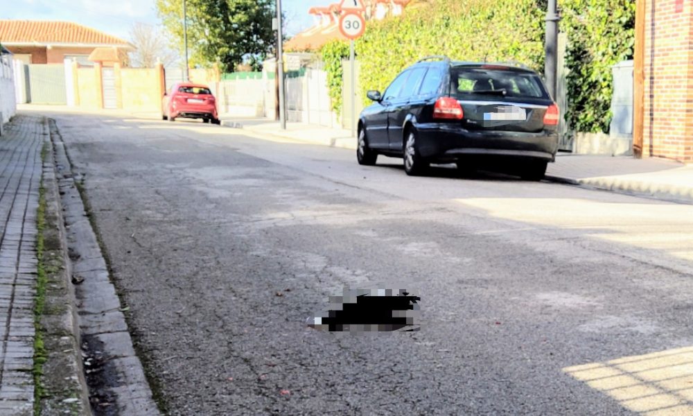Gata atropellada – calle Fuente del Egido