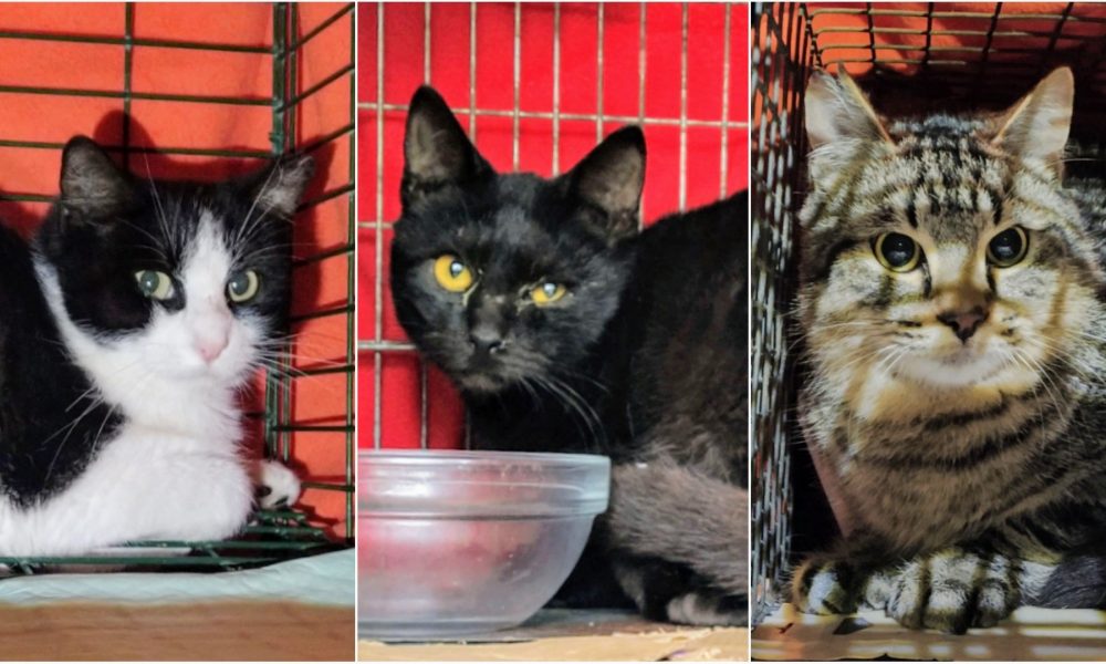 Gatitos esterilizados – Manantiales y Sevillalta