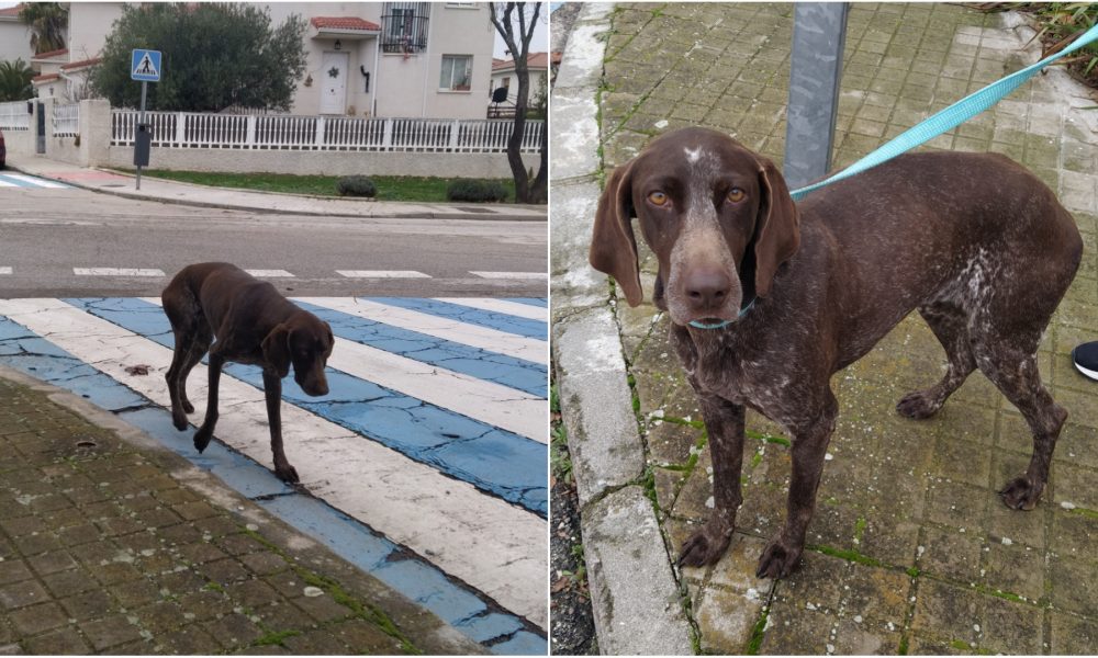 Buena colaboración para ayudar a Mel