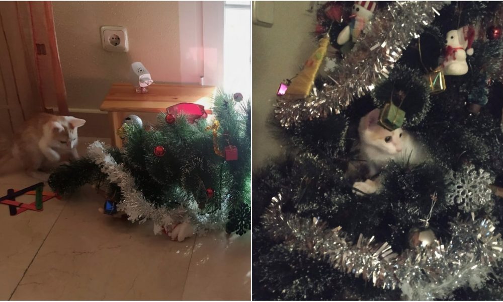 Bowie os desea Feliz Navidad