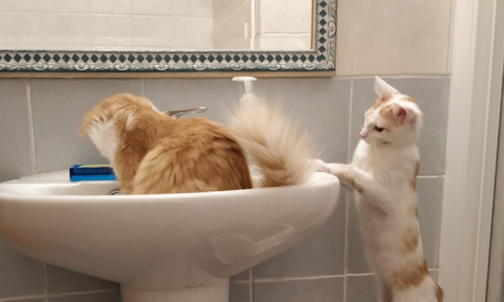 Bimba y Bowie adoptados