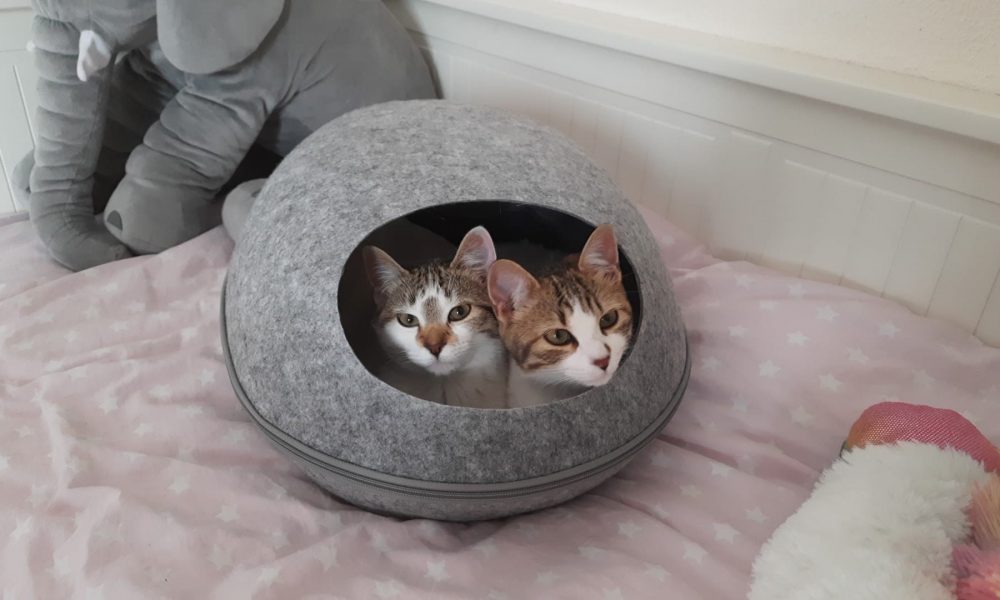 Chufa y Lexa adoptadas