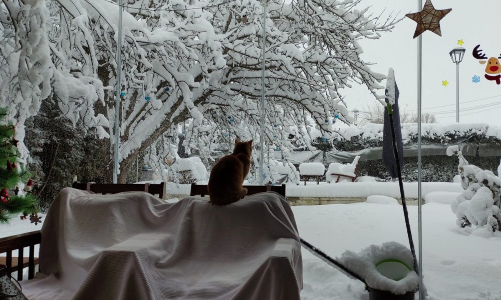 Día difícil para los animales callejeros