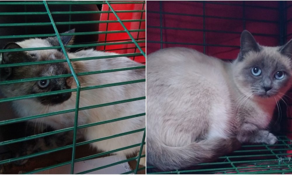 Gatitas esterilizadas – Zona Los Cortijos