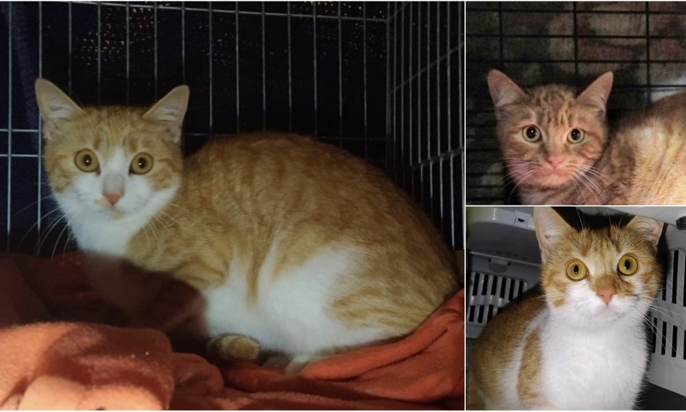 Gatitas esterilizadas – Zona Fuente de la Bañuela