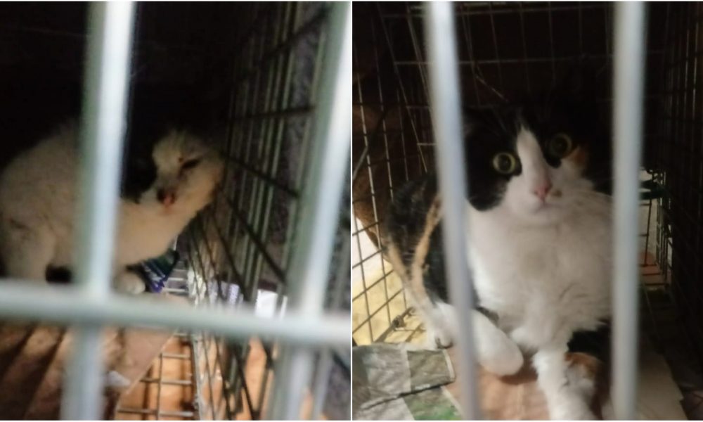 Gatitos esterilizados 2020 – Zona Farmacia