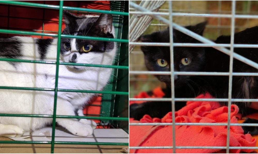 Gatos esterilizados – Enero 2021