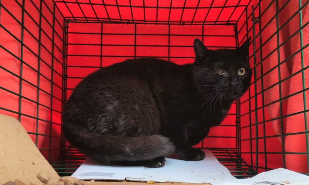 Gato esterilizado – 08/02/2021