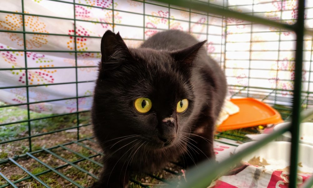 Gatita esterilizada – 17/02/2021