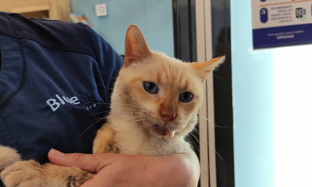 Coco operado y recuperándose