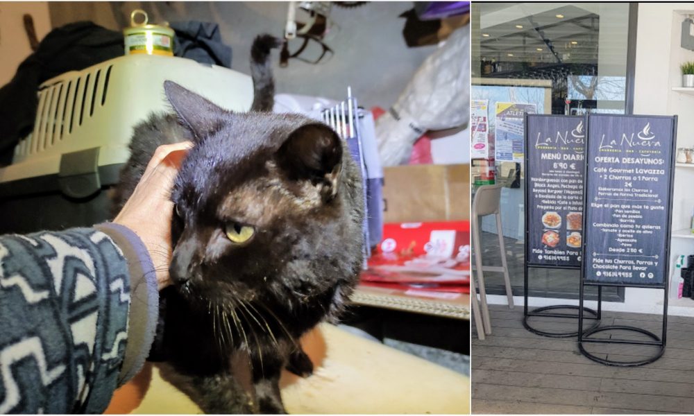 Se necesita acogida temporal para Golfus