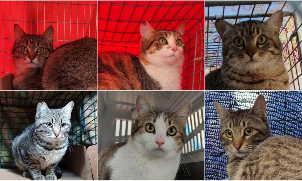 Gatitos esterilizados – 26/02/2021