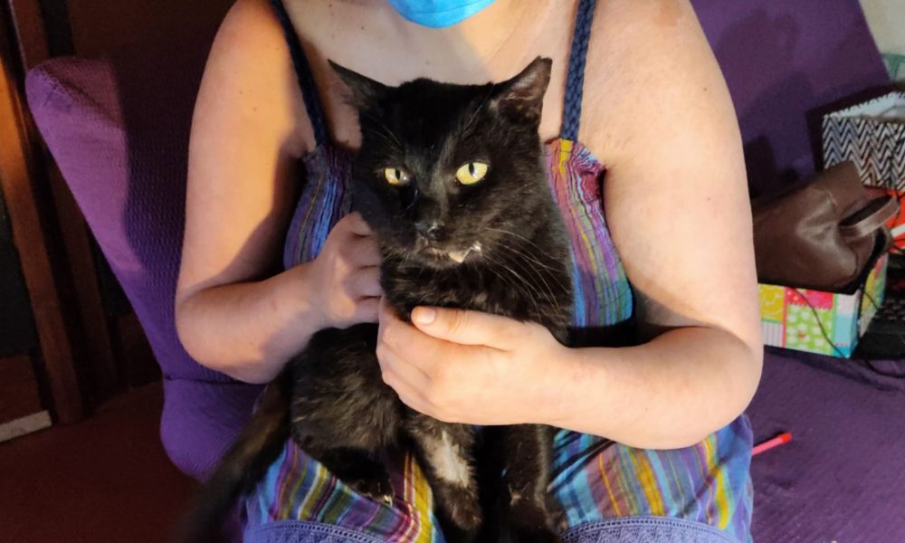 El gatito Valentino (antes Golfus) operado y recuperado