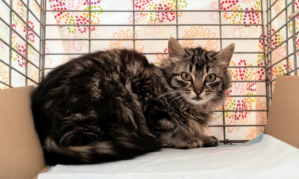 Gatita esterilizada – 12/03/2021