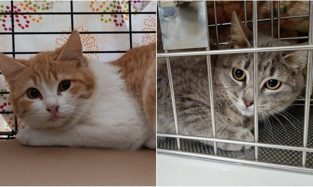 Gatitos esterilizados – 08/03/2021