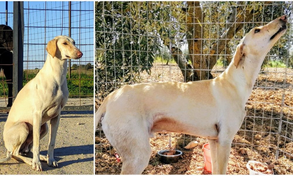 Galgo rescatado por SOS Rescue – 21/03/2021