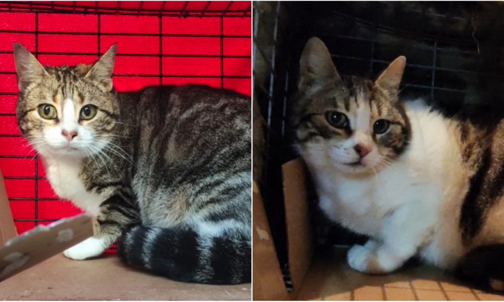 Gatas esterilizadas en Brunete – 22/03/2021