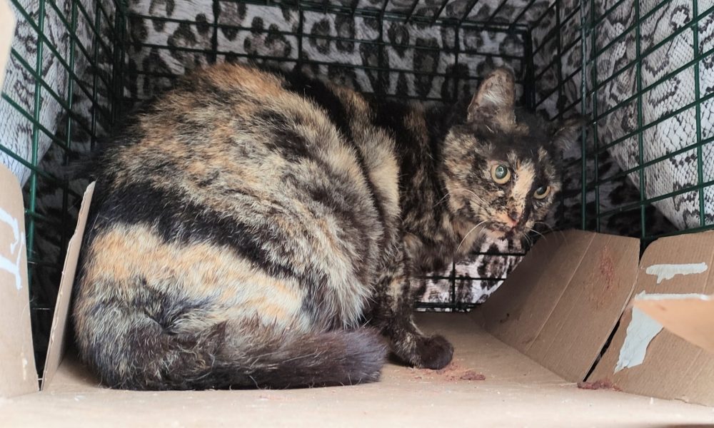 Gata esterilizada – 19/04/2021