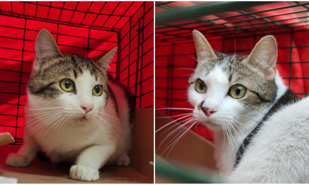 Gatos esterilizados – 29/03/2021