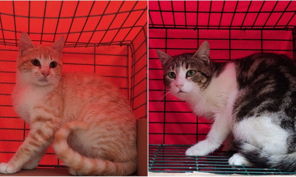 Gatos esterilizados en Brunete – 30/03/2021