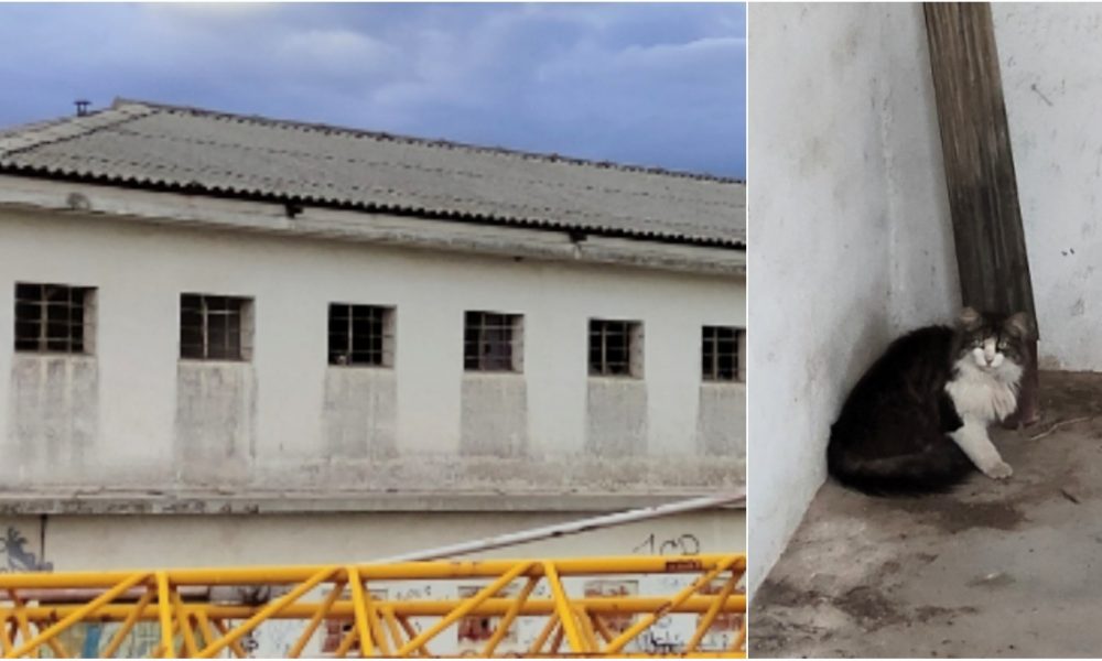 Aviso, colaboración y rescate