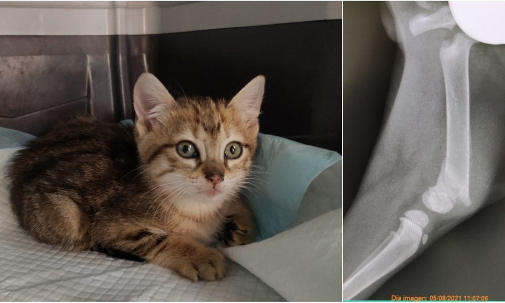 Ricky tiene la patita fracturada