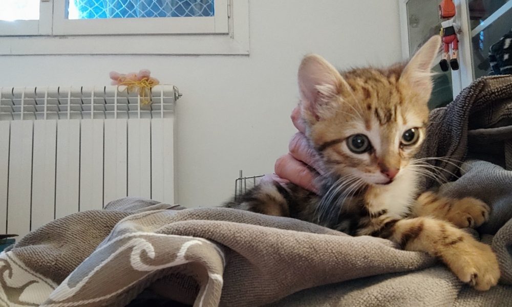 Pau, el hermanito de Ricky