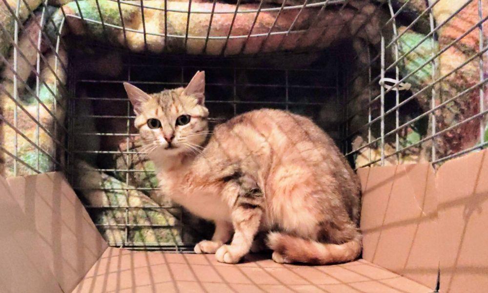 Gata esterilizada – 09/05/2021