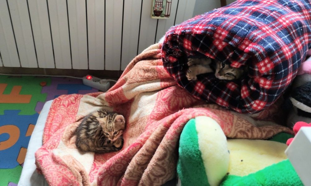 La convivencia de los hermanitos