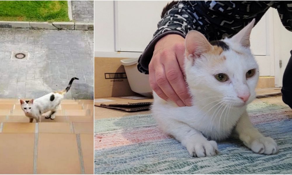 Nana ya está esperando adopción