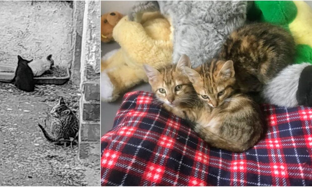 ¿Puedes ser casa de acogida?