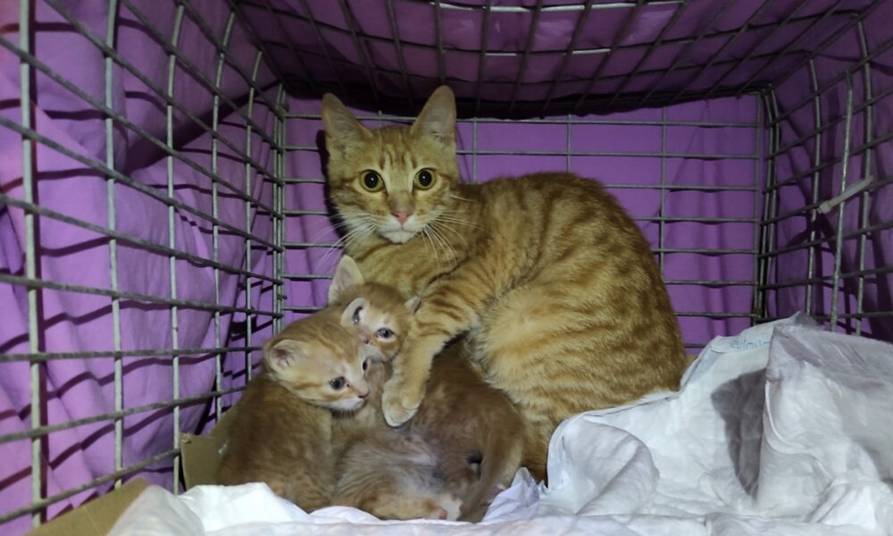 Acogida la familia de los rubios