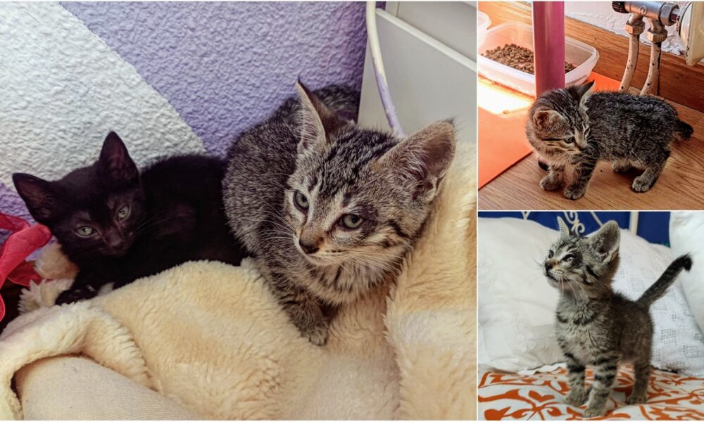 Kira acogida junto a sus hermanos