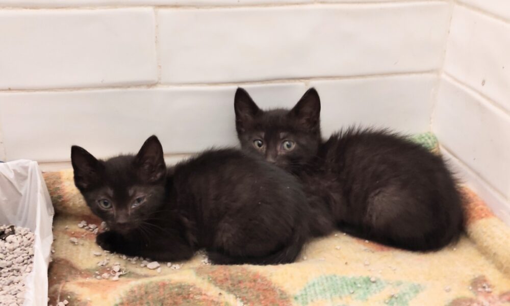 Shiro y Neko en adopción