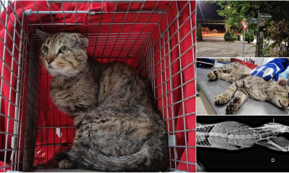 Operado Bolo, el gatito valiente