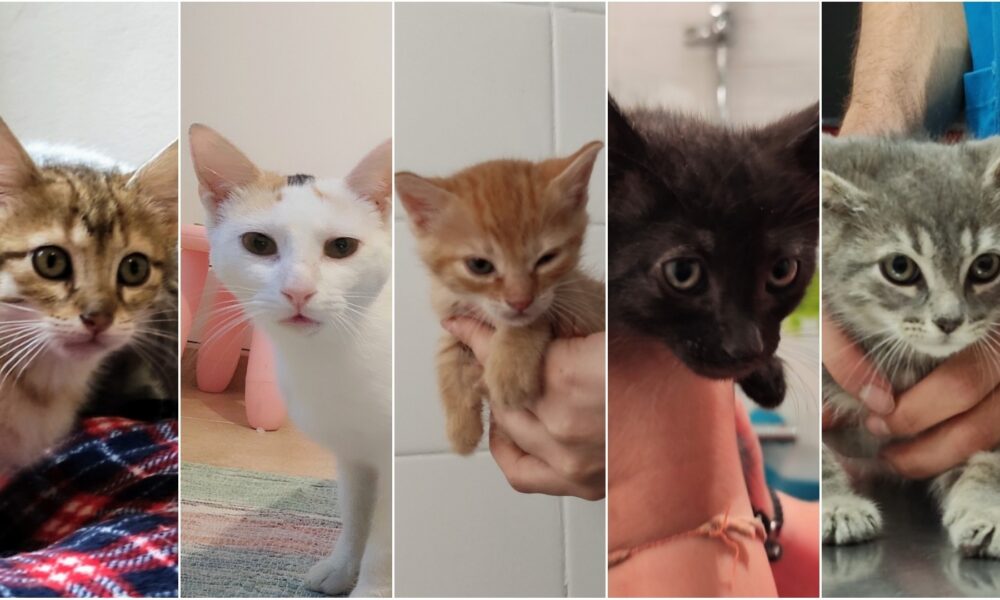 Nuestros gatitos para adoptar