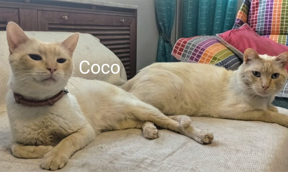 Coco adoptado