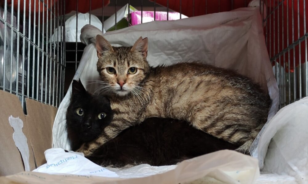 Gatitos esterilizados – 12/06/2021