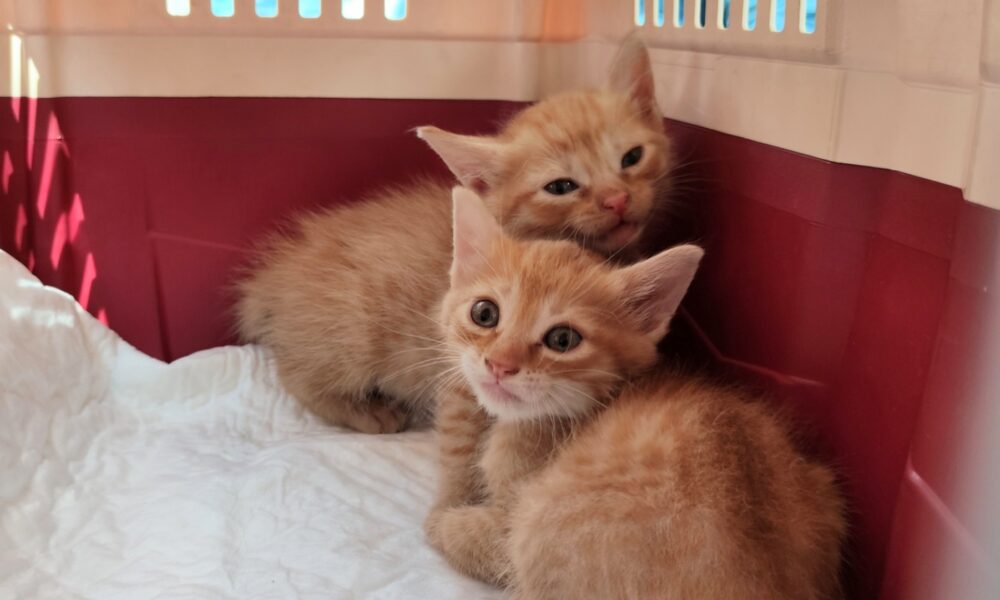 URGENTE: necesitamos casas de acogida